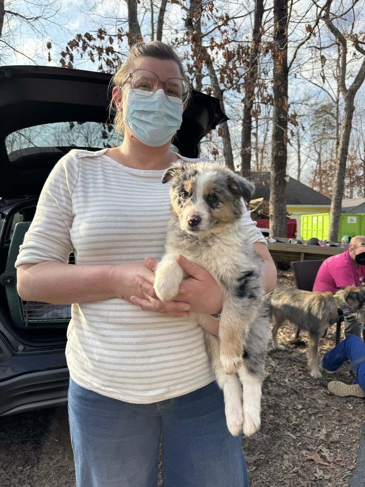 Enlarge Aussie Emotion Puppy Pack, a Adoptable mixed breed in Troy, VA image 2/6