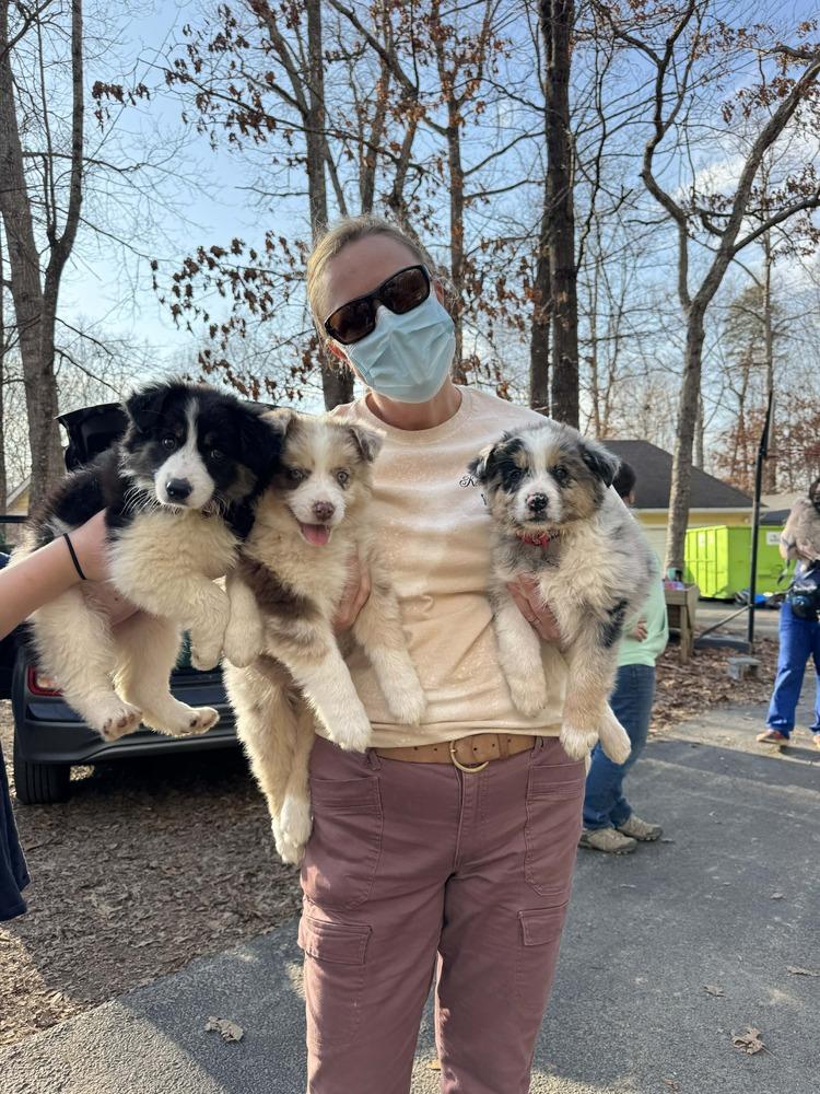 Enlarge Aussie Emotion Puppy Pack, a Adoptable mixed breed in Troy, VA image 3/6