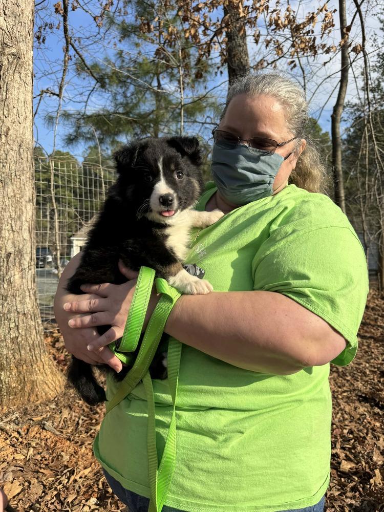 Enlarge Aussie Emotion Puppy Pack, a Adoptable mixed breed in Troy, VA image 4/6