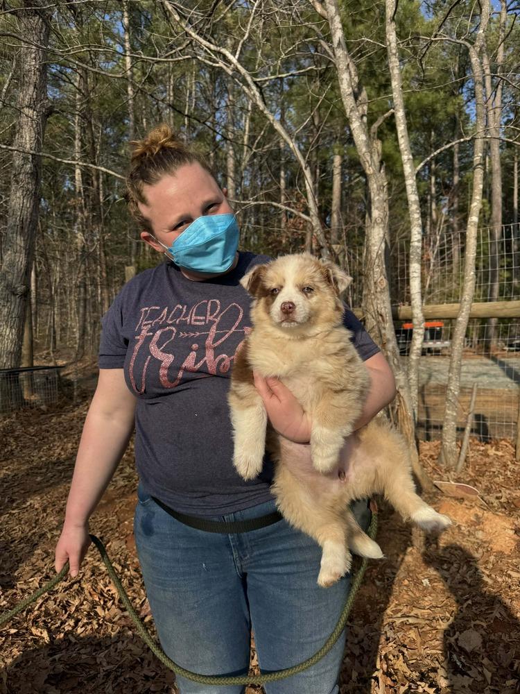 Enlarge Aussie Emotion Puppy Pack, a Adoptable mixed breed in Troy, VA image 5/6