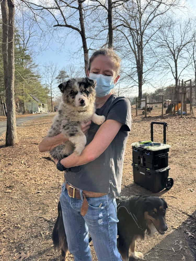 Enlarge Aussie Emotion Puppy Pack, a Adoptable mixed breed in Troy, VA image 6/6