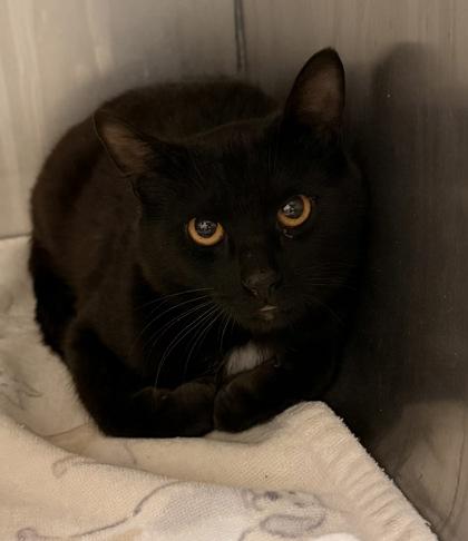 Enlarge Kipper, an adopted Domestic Short Hair in Redmond, OR image 1/1