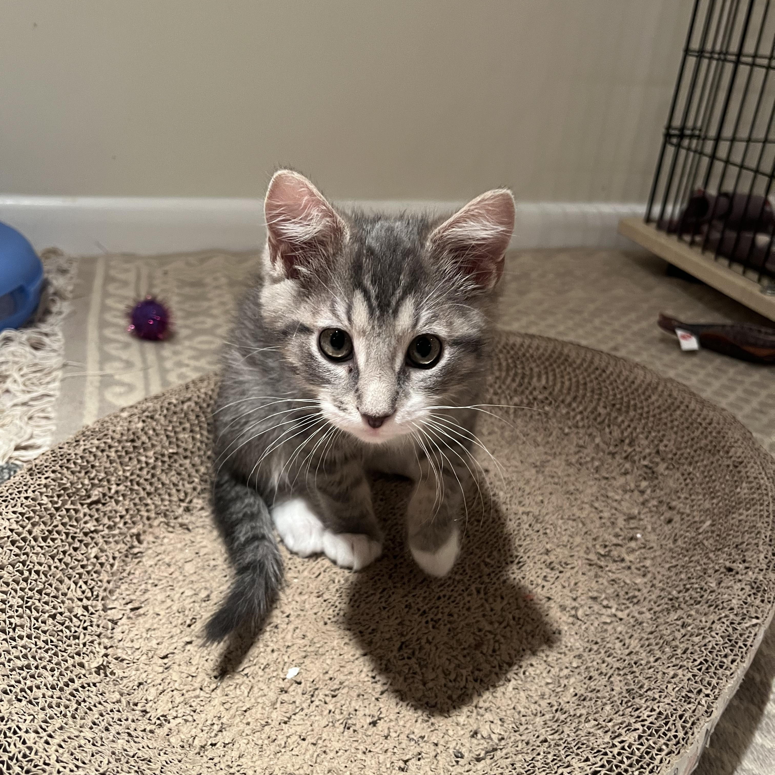 Johnny & Auggie, adopted, Kitten Male Domestic Short Hair.
