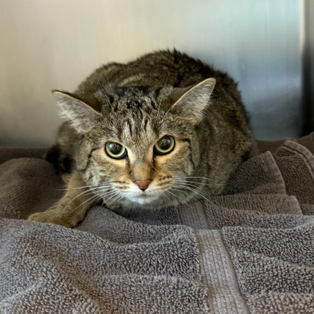 Enlarge Junebug, a Adoptable Domestic Short Hair in Council Bluffs, IA image 1/2