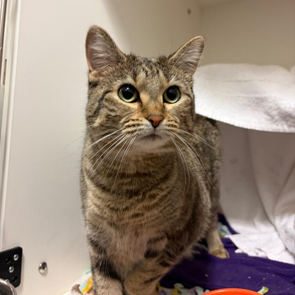 Enlarge Junebug, a Adoptable Domestic Short Hair in Council Bluffs, IA image 2/2