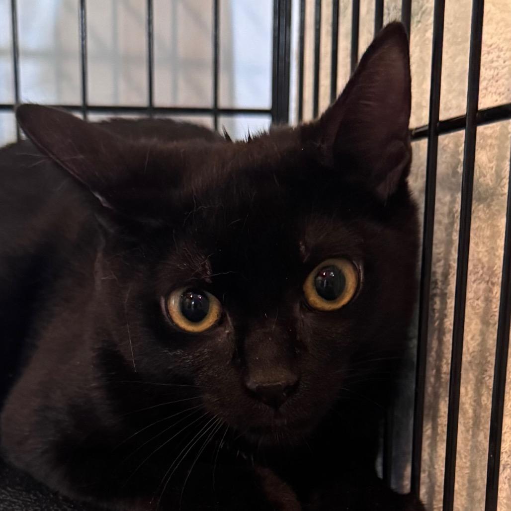 Bauble, Adoptable, Young Male Domestic Short Hair.