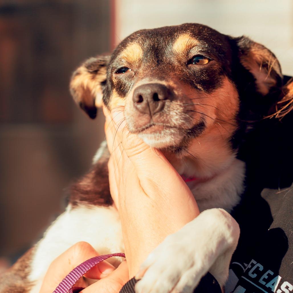 Stella, Adoptable, Adult Female Jack Russell Terrier & Chihuahua.