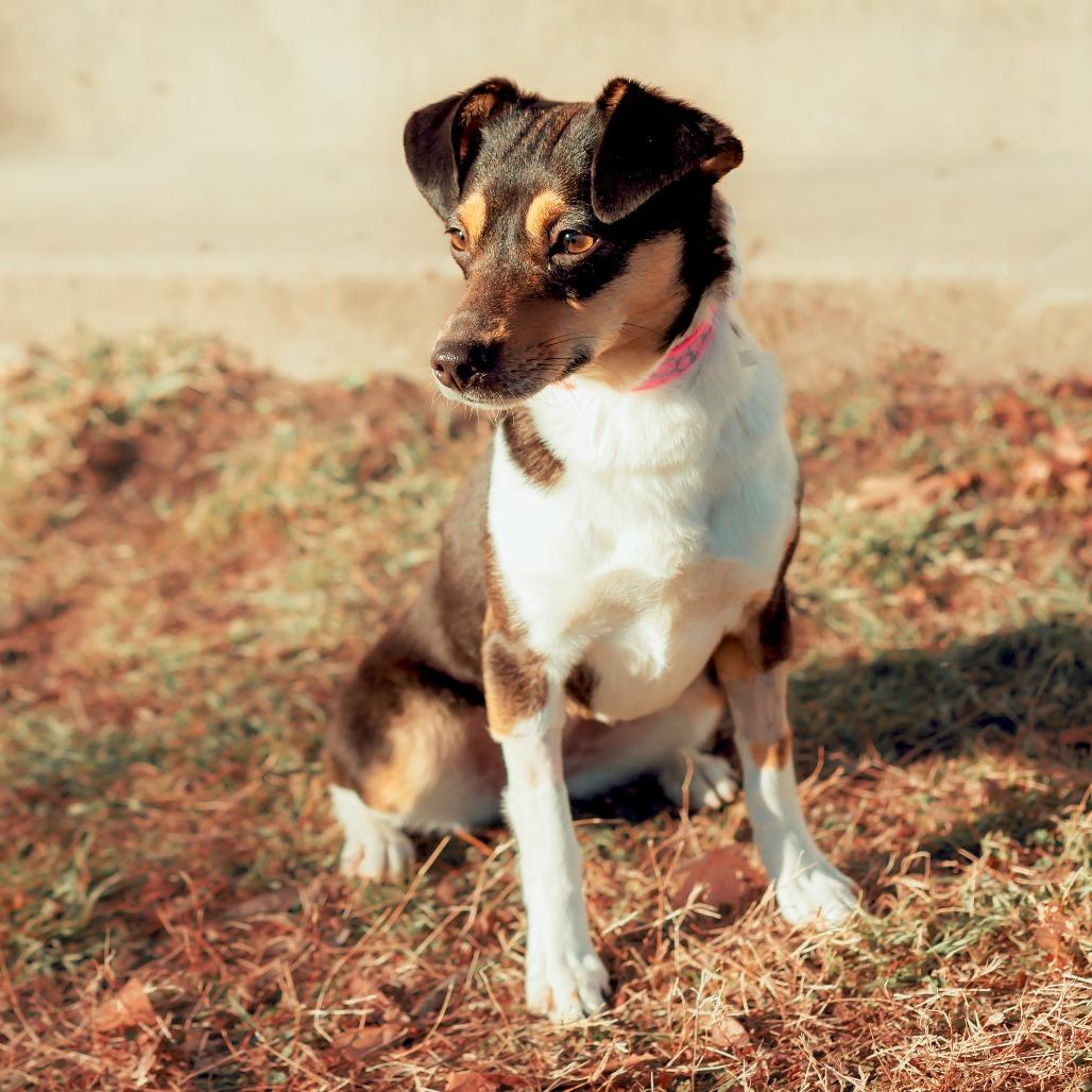 Enlarge Stella, a Adoptable mixed breed in Wichita, KS image 2/6