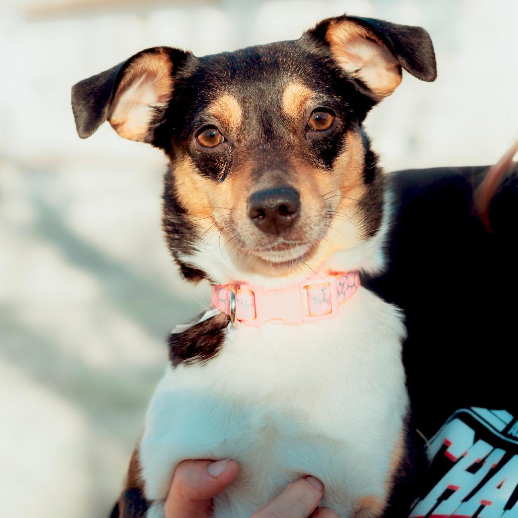 Enlarge Stella, a Adoptable mixed breed in Wichita, KS image 3/6