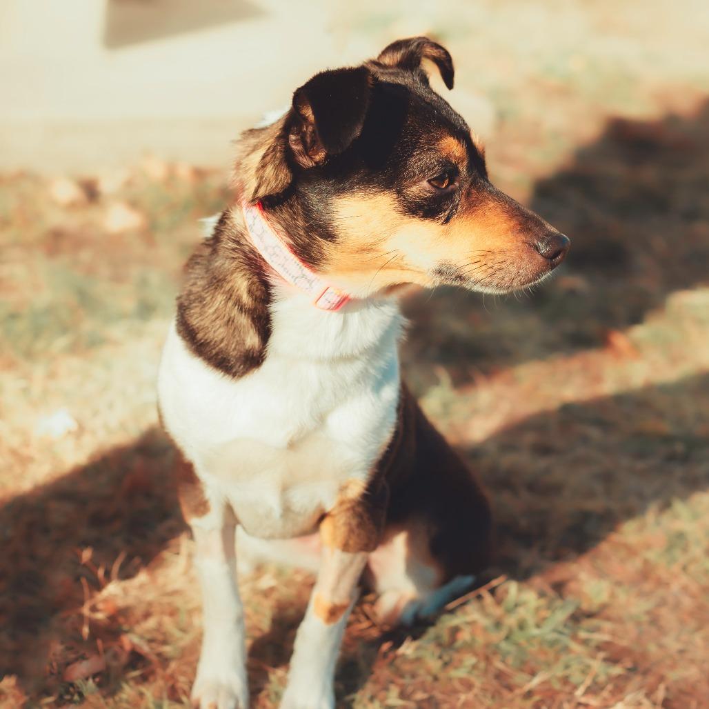 Enlarge Stella, a Adoptable mixed breed in Wichita, KS image 4/6