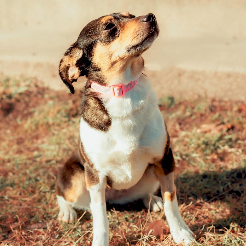 Enlarge Stella, a Adoptable mixed breed in Wichita, KS image 5/6