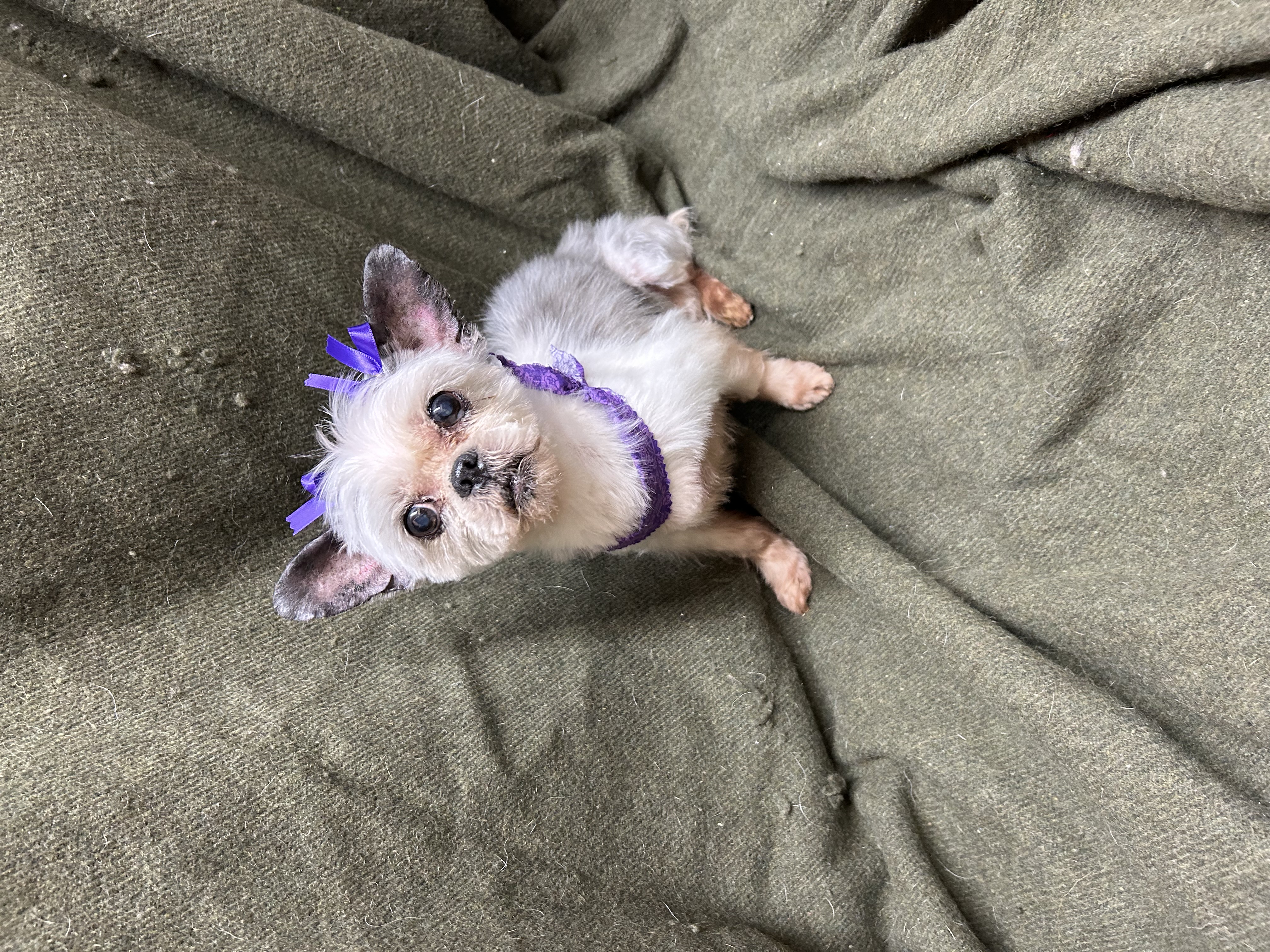 Louise, Adopted, Senior Female Chihuahua & Shih Tzu.