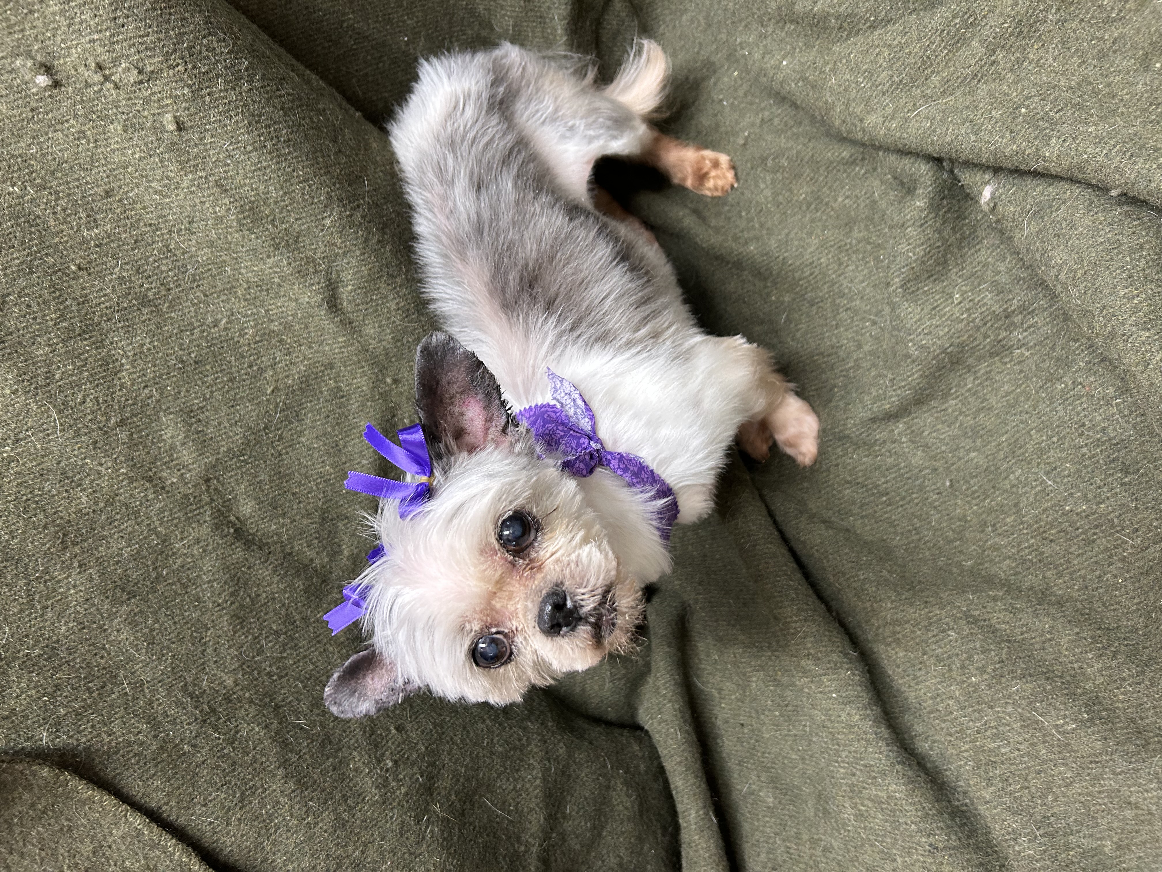 Louise, a Adopted mixed breed in Lebanon, KY image 2/2