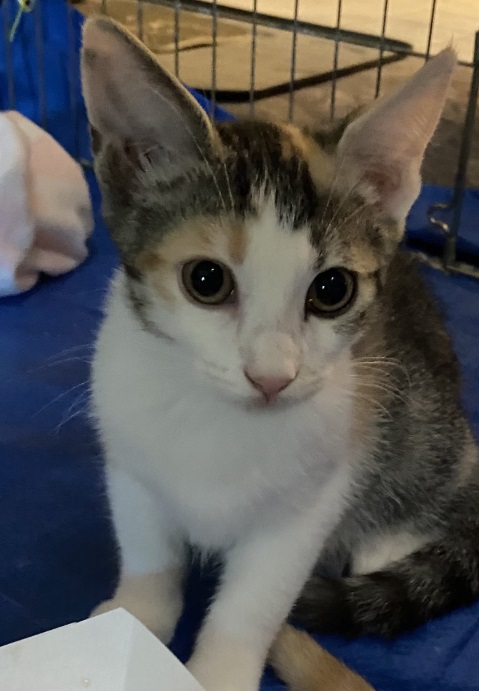 Enlarge Petula, a Adoptable Domestic Short Hair in New Cumberland, PA image 2/4