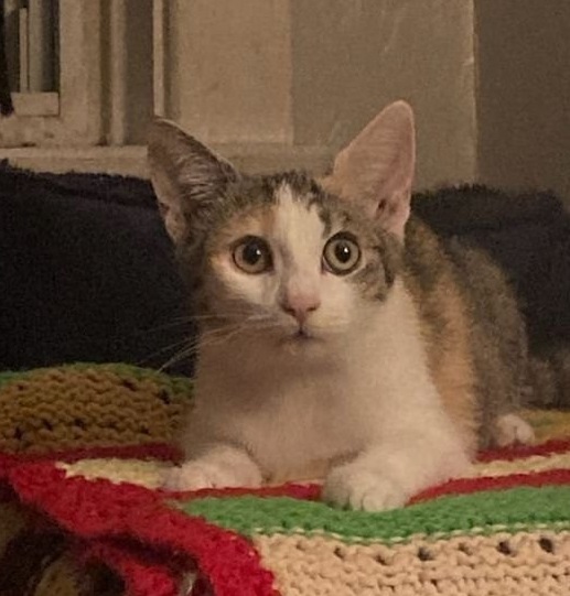 Enlarge Petula, a Adoptable Domestic Short Hair in New Cumberland, PA image 3/4