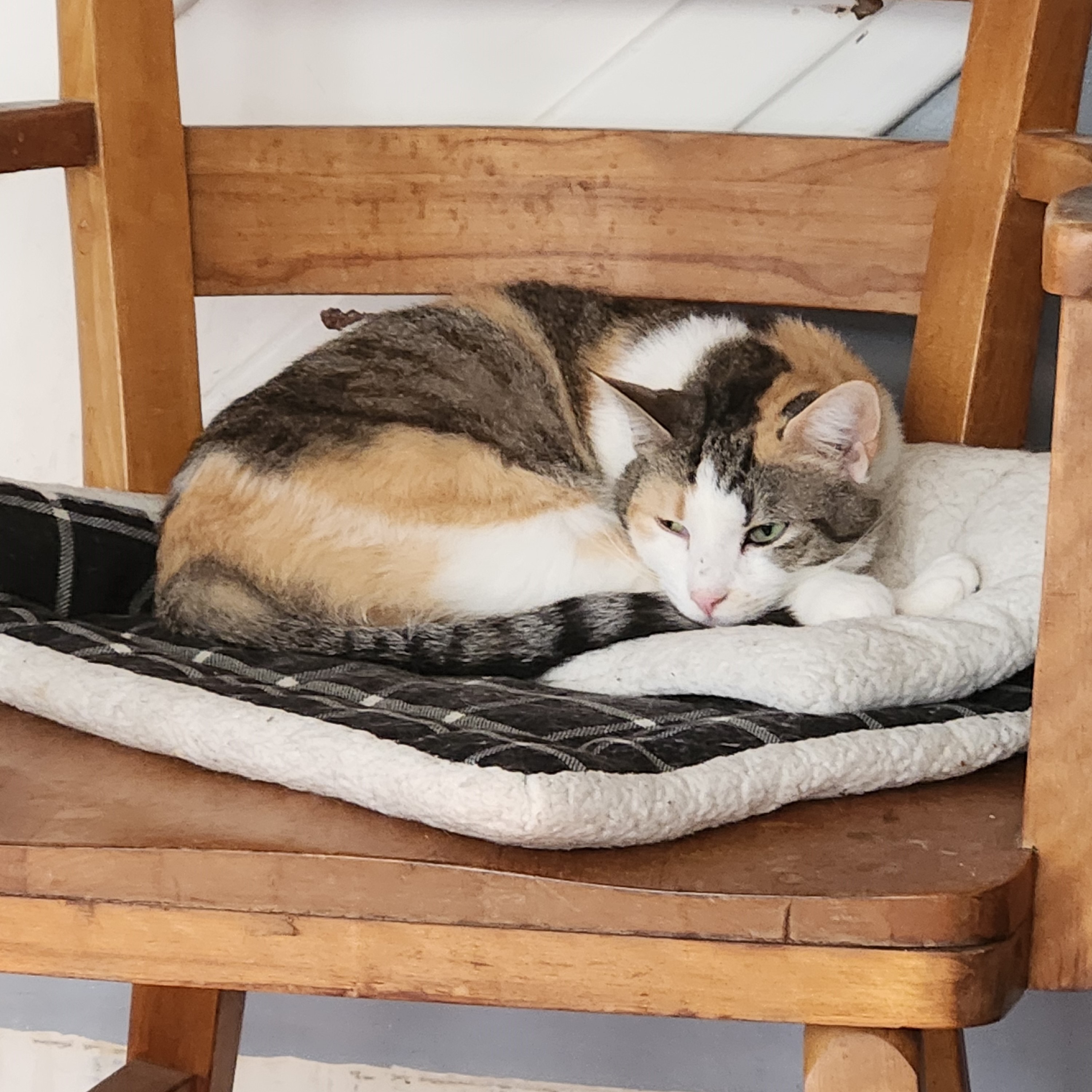 Enlarge Petula, a Adoptable Domestic Short Hair in New Cumberland, PA image 1/4