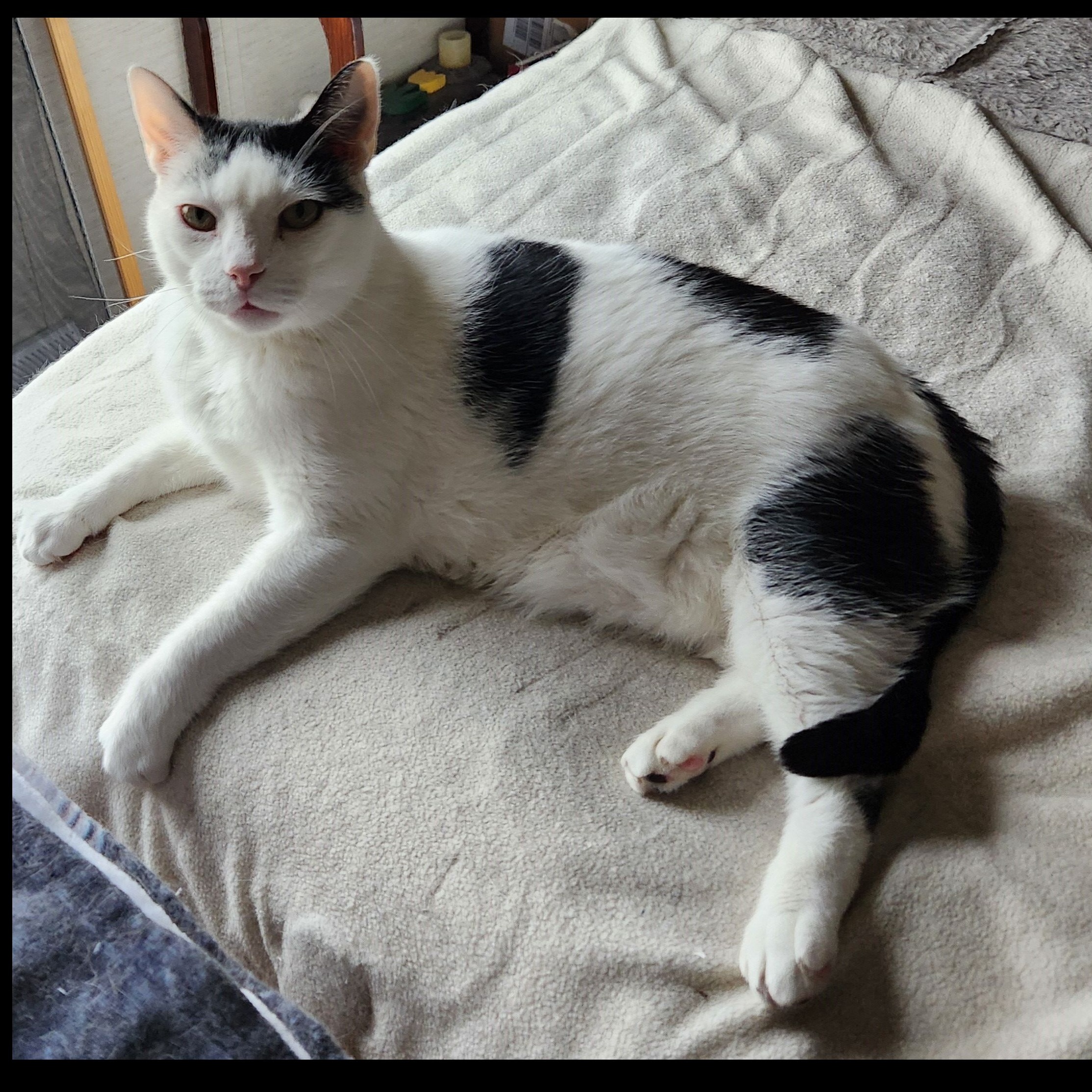 Lucas, a Adoptable Domestic Short Hair in Syracuse, NY image 3/5