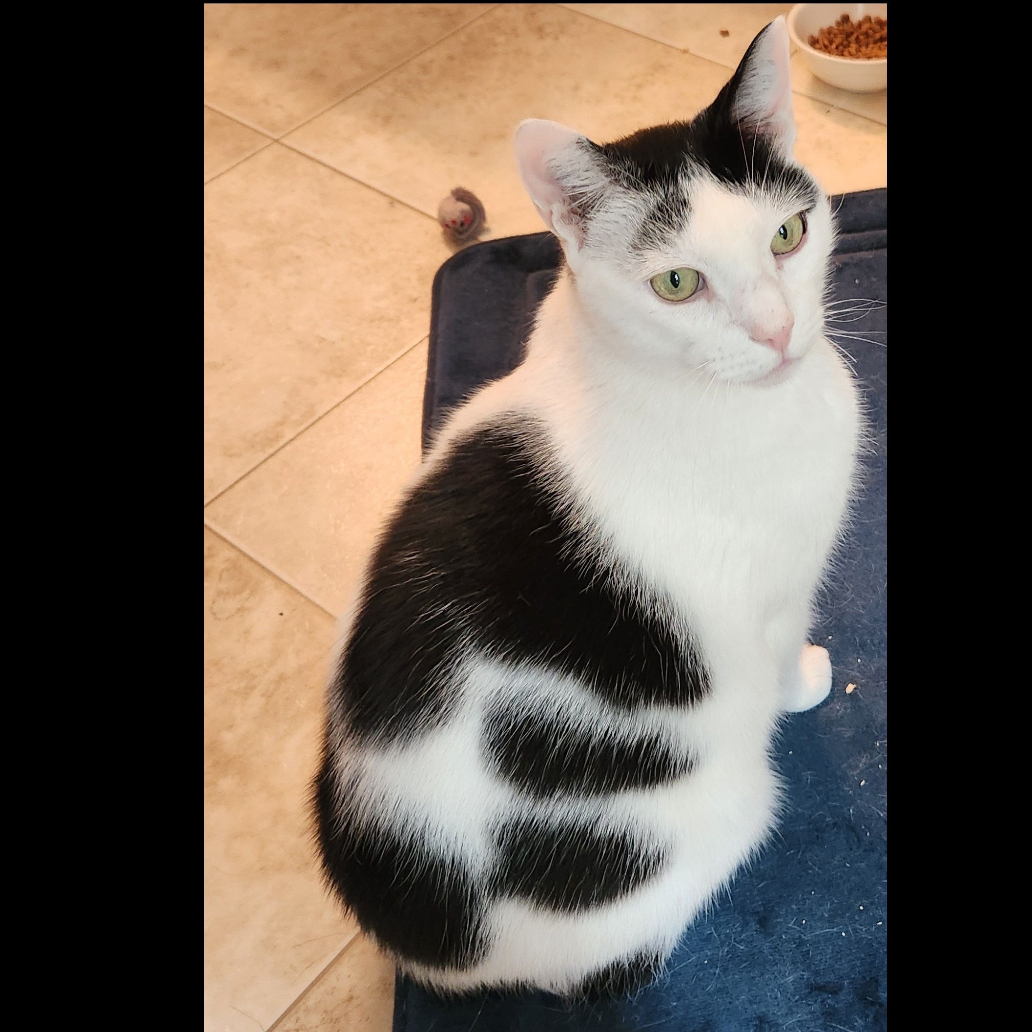 Lucas, a Adoptable Domestic Short Hair in Syracuse, NY image 2/5