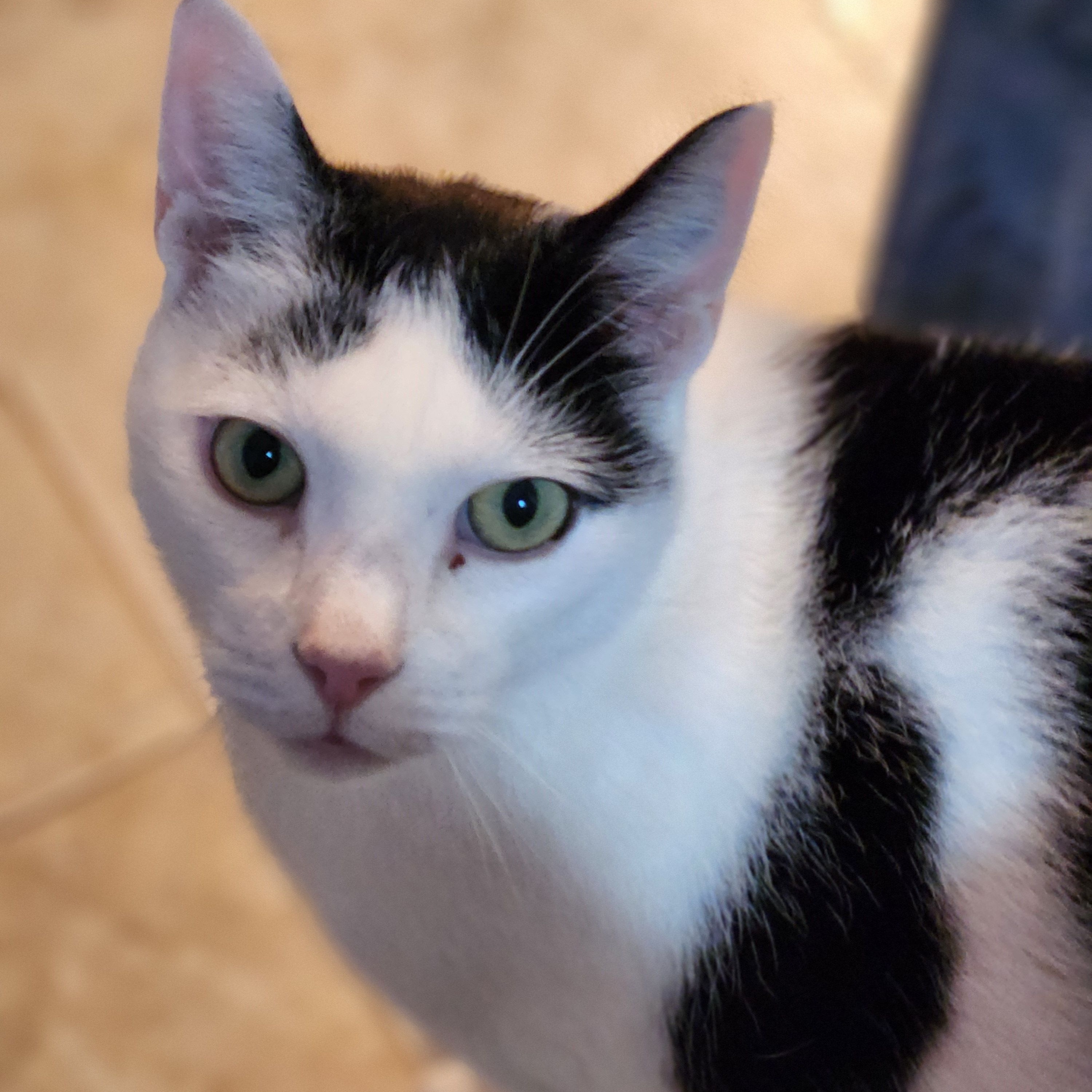 Lucas, Adoptable, Adult Male Domestic Short Hair.