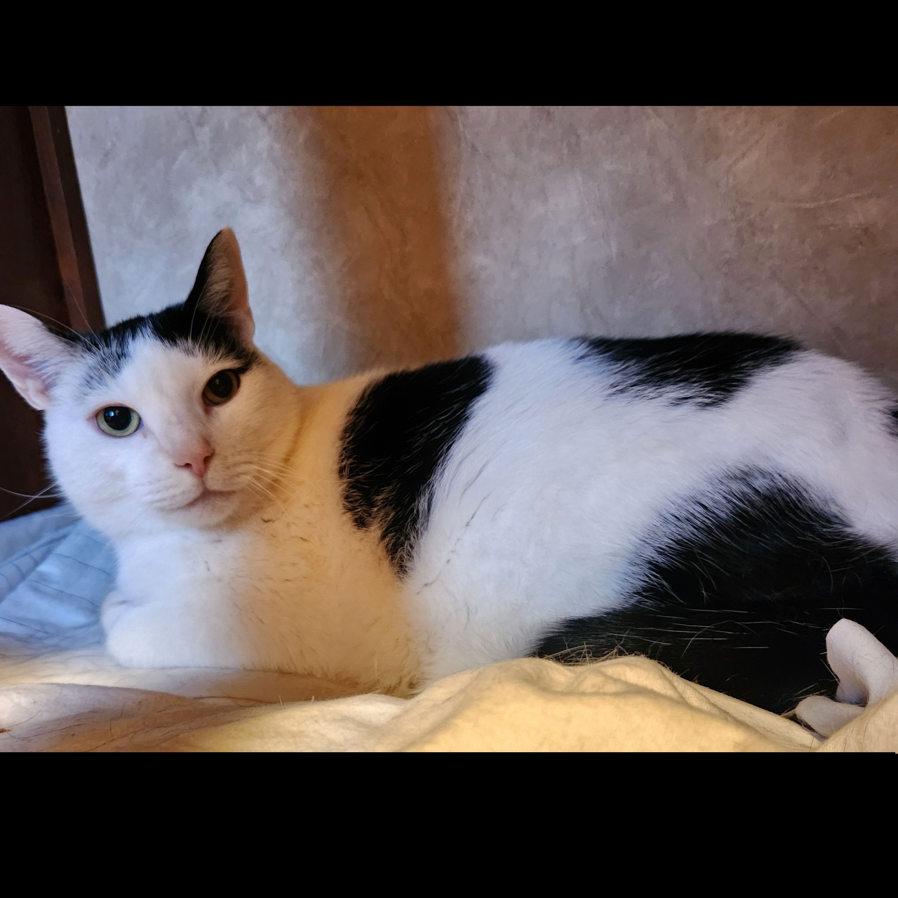 Lucas, a Adoptable Domestic Short Hair in Syracuse, NY image 5/5