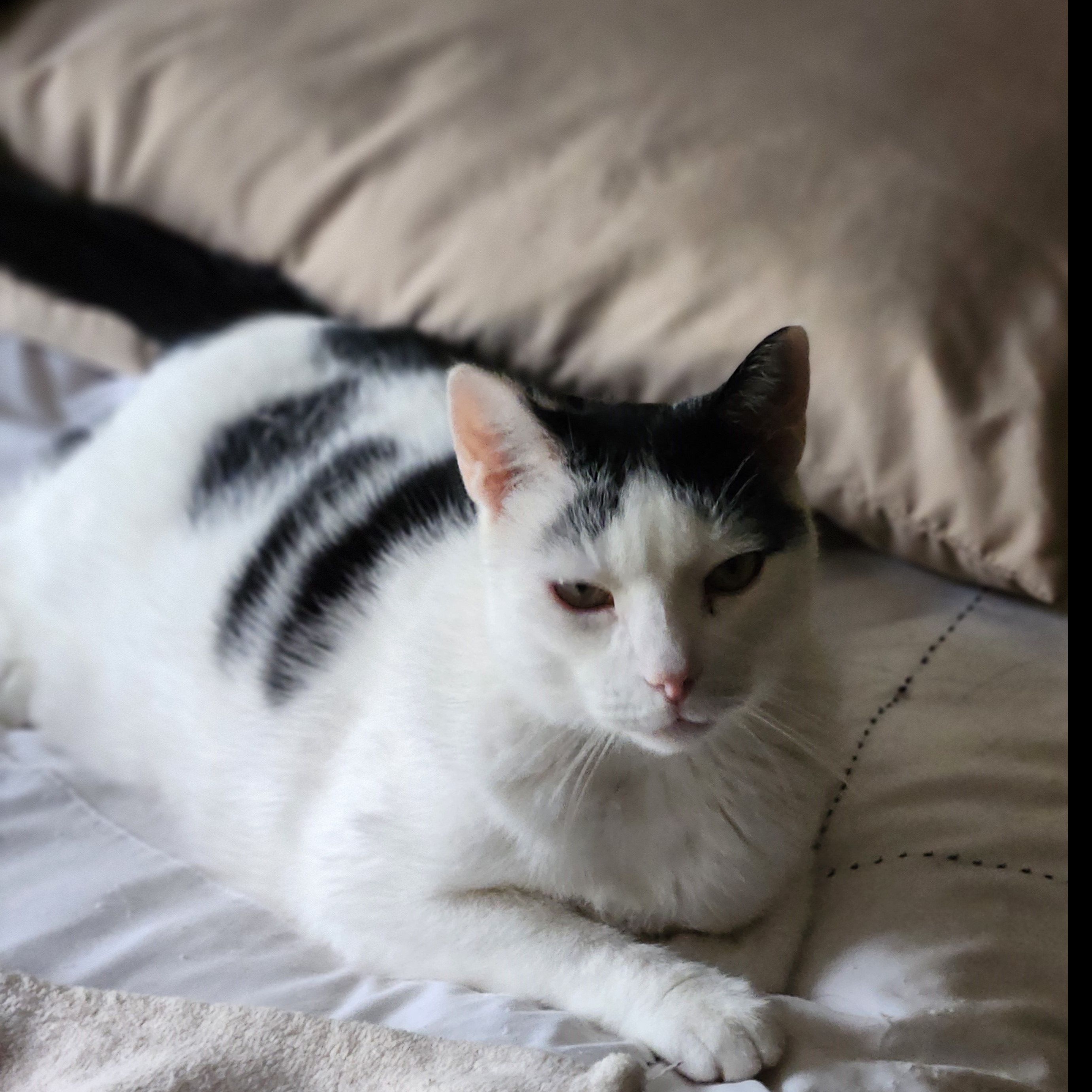 Lucas, a Adoptable Domestic Short Hair in Syracuse, NY image 4/5