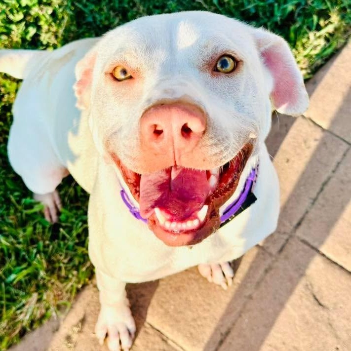 Enlarge Skye, an adoptable mixed breed in Mount Juliet, TN image 1/5