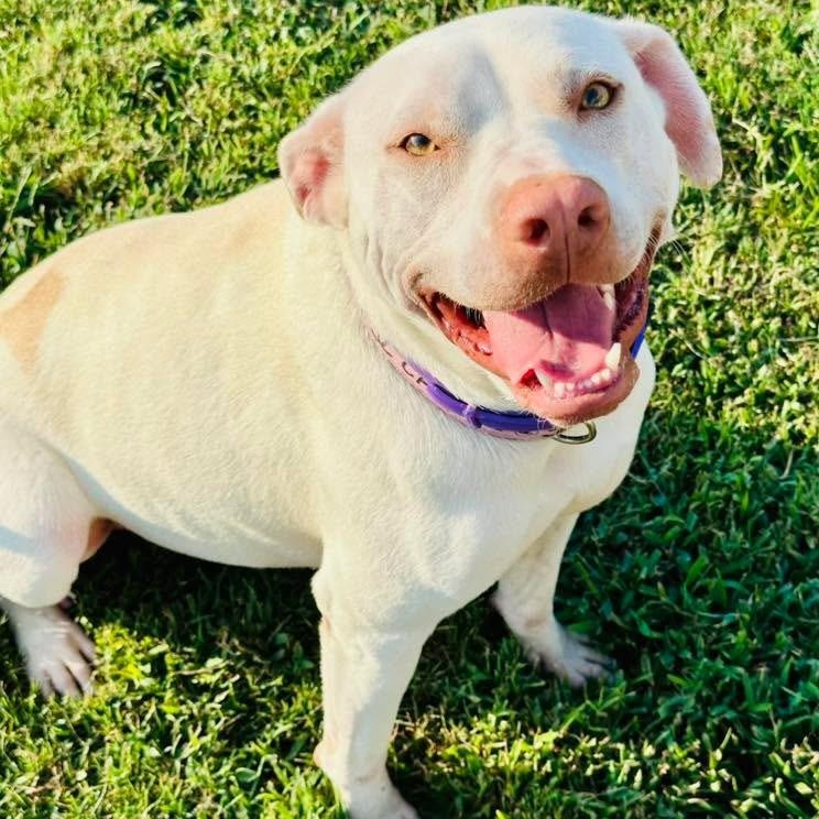 Enlarge Skye, an adoptable mixed breed in Mount Juliet, TN image 2/5