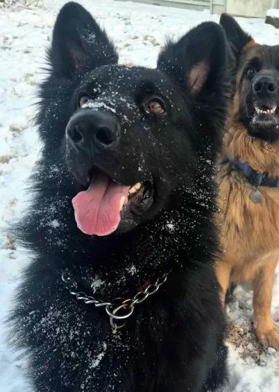 Kenai 7263, Adoptable, Adult Male German Shepherd Dog.