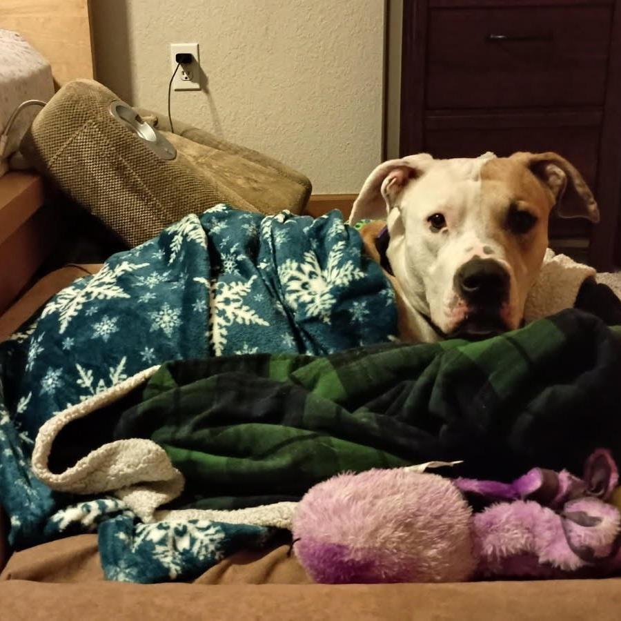 Enlarge Sasha, a Adoptable mixed breed in Chaska, MN image 1/6