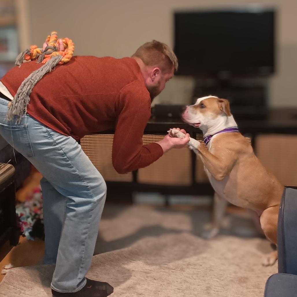 Enlarge Sasha, a Adoptable mixed breed in Chaska, MN image 2/6