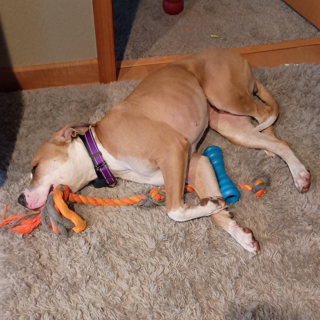 Enlarge Sasha, a Adoptable mixed breed in Chaska, MN image 3/6