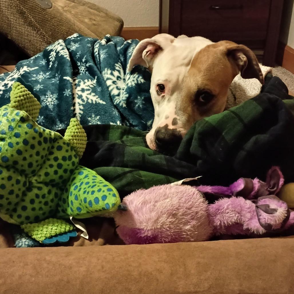 Enlarge Sasha, a Adoptable mixed breed in Chaska, MN image 4/6