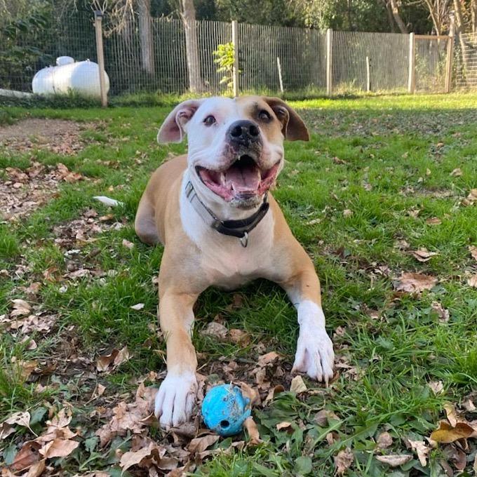 Enlarge Sasha, a Adoptable mixed breed in Chaska, MN image 5/6