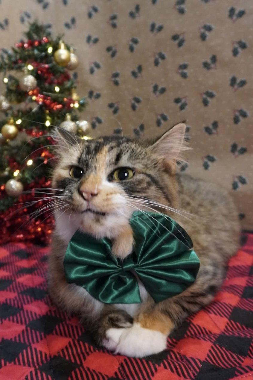 Fuzzy Wuzzy, Adopted, Adult Female Domestic Long Hair.