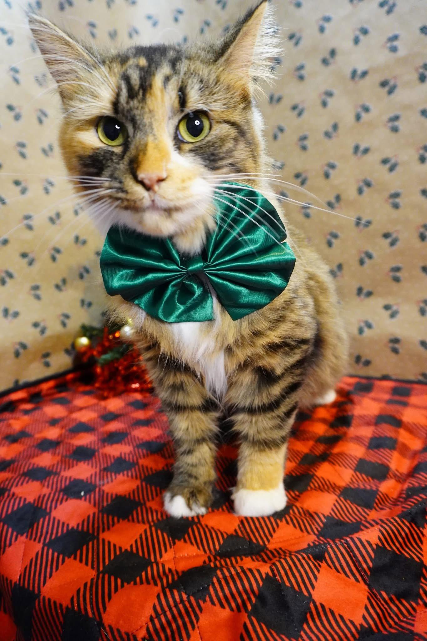 Enlarge Fuzzy Wuzzy, a Adopted Domestic Long Hair in Champaign, IL image 2/3