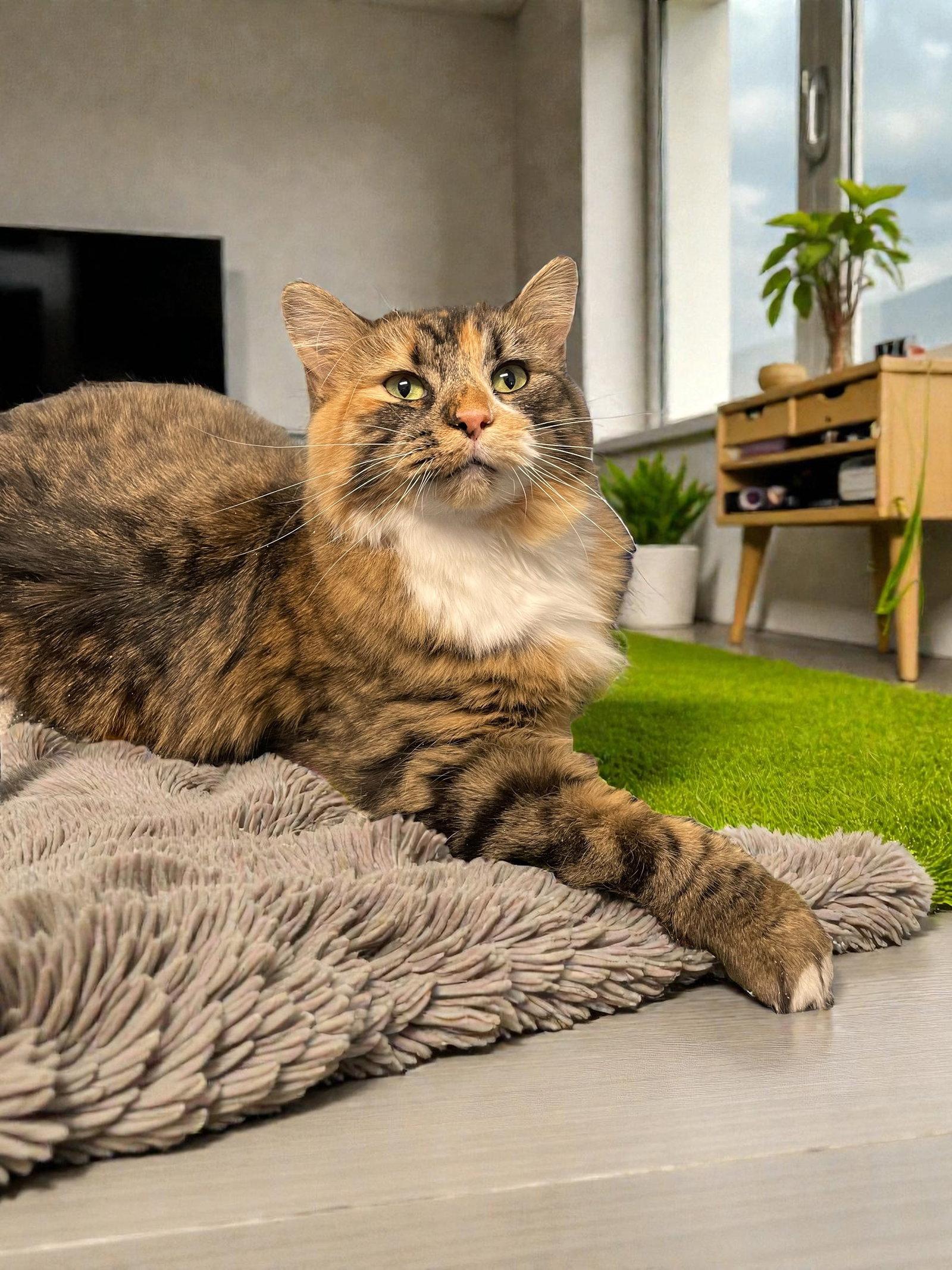 Enlarge Fuzzy Wuzzy, a Adopted Domestic Long Hair in Champaign, IL image 3/3