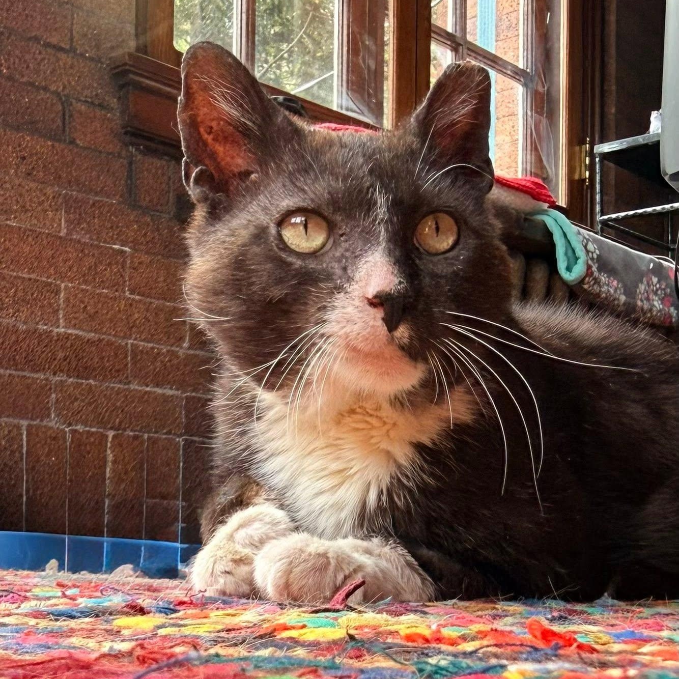 Lock, a ADOPTABLE Domestic Short Hair in Milwaukee, WI image 3/4