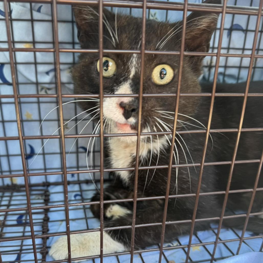 Lock, a ADOPTABLE Domestic Short Hair in Milwaukee, WI image 4/4