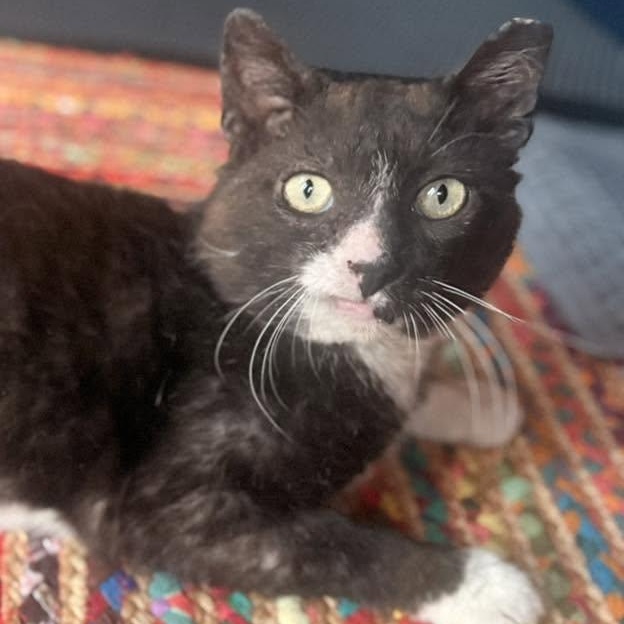 Lock, ADOPTABLE, Young Male Domestic Short Hair.