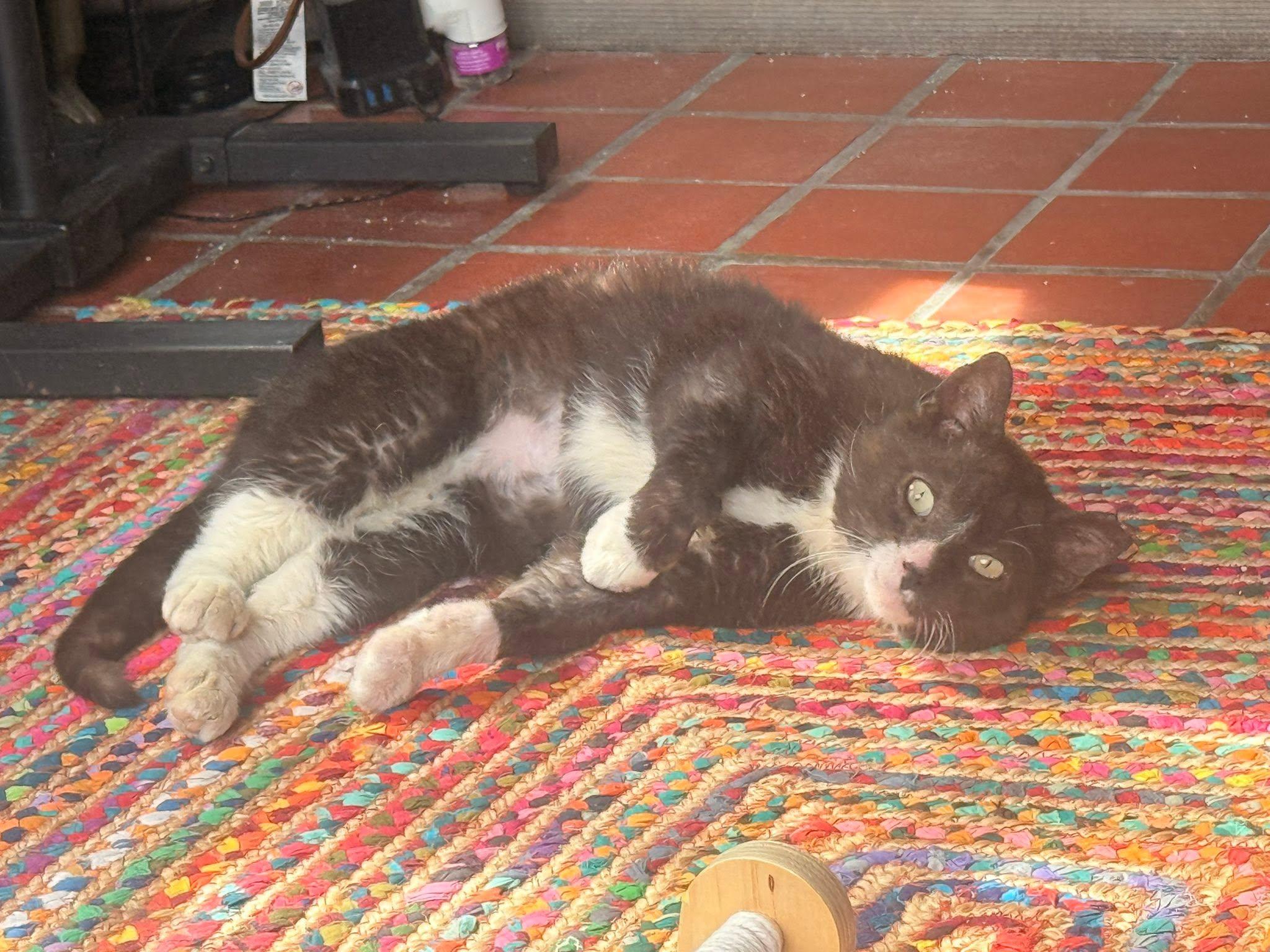 Lock, a ADOPTABLE Domestic Short Hair in Milwaukee, WI image 2/4