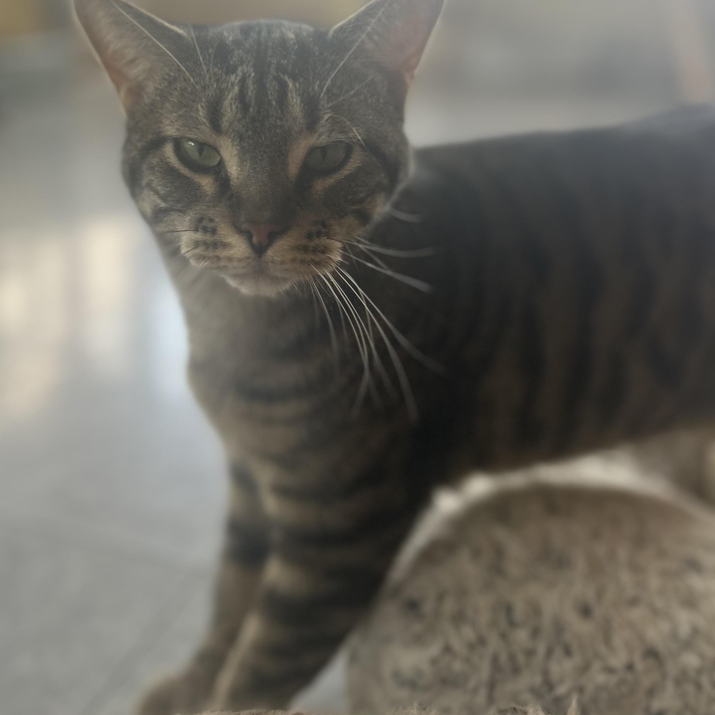 Bandit, a ADOPTABLE Tabby in Madison Heights, MI image 2/5