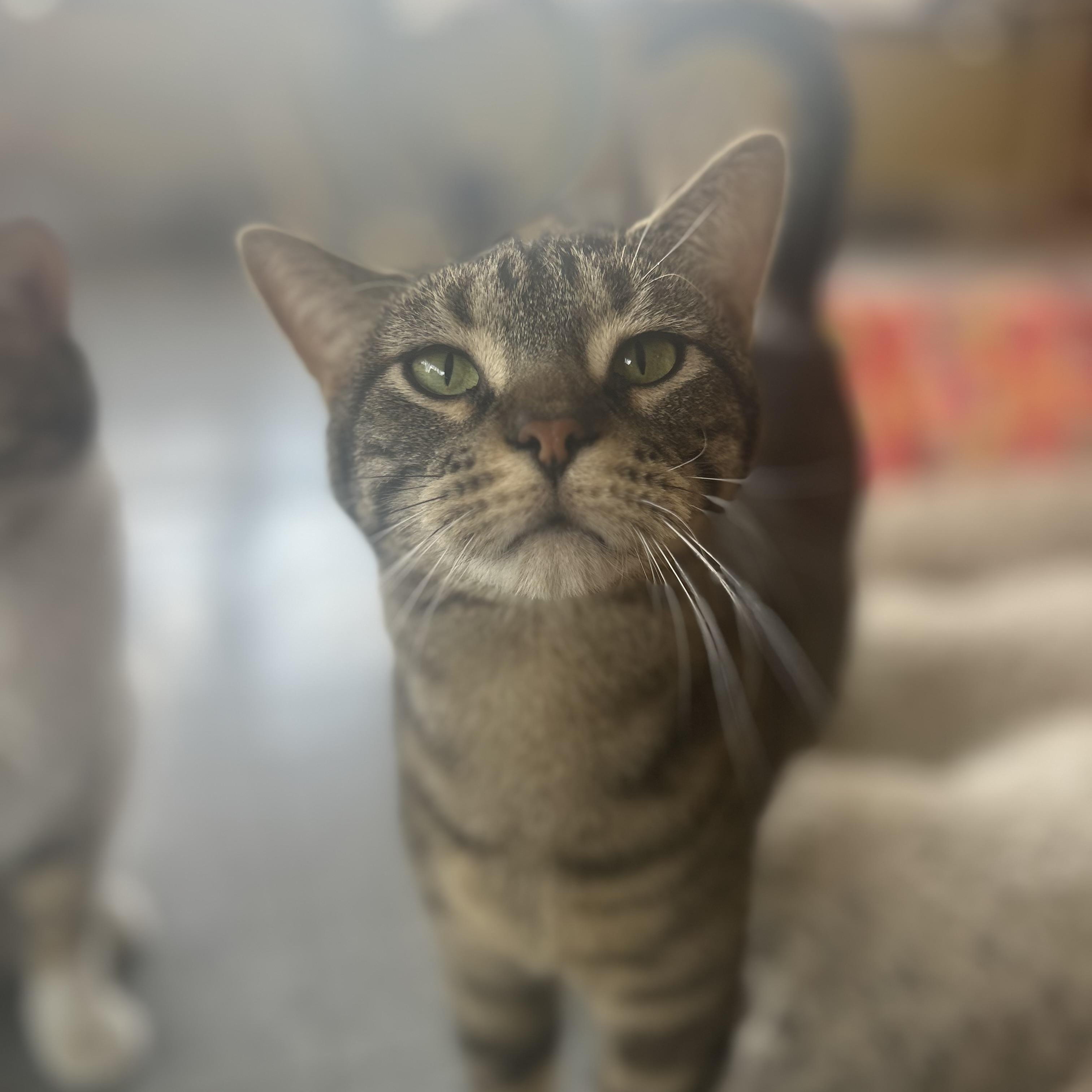 Bandit, ADOPTABLE, Young Male Tabby.