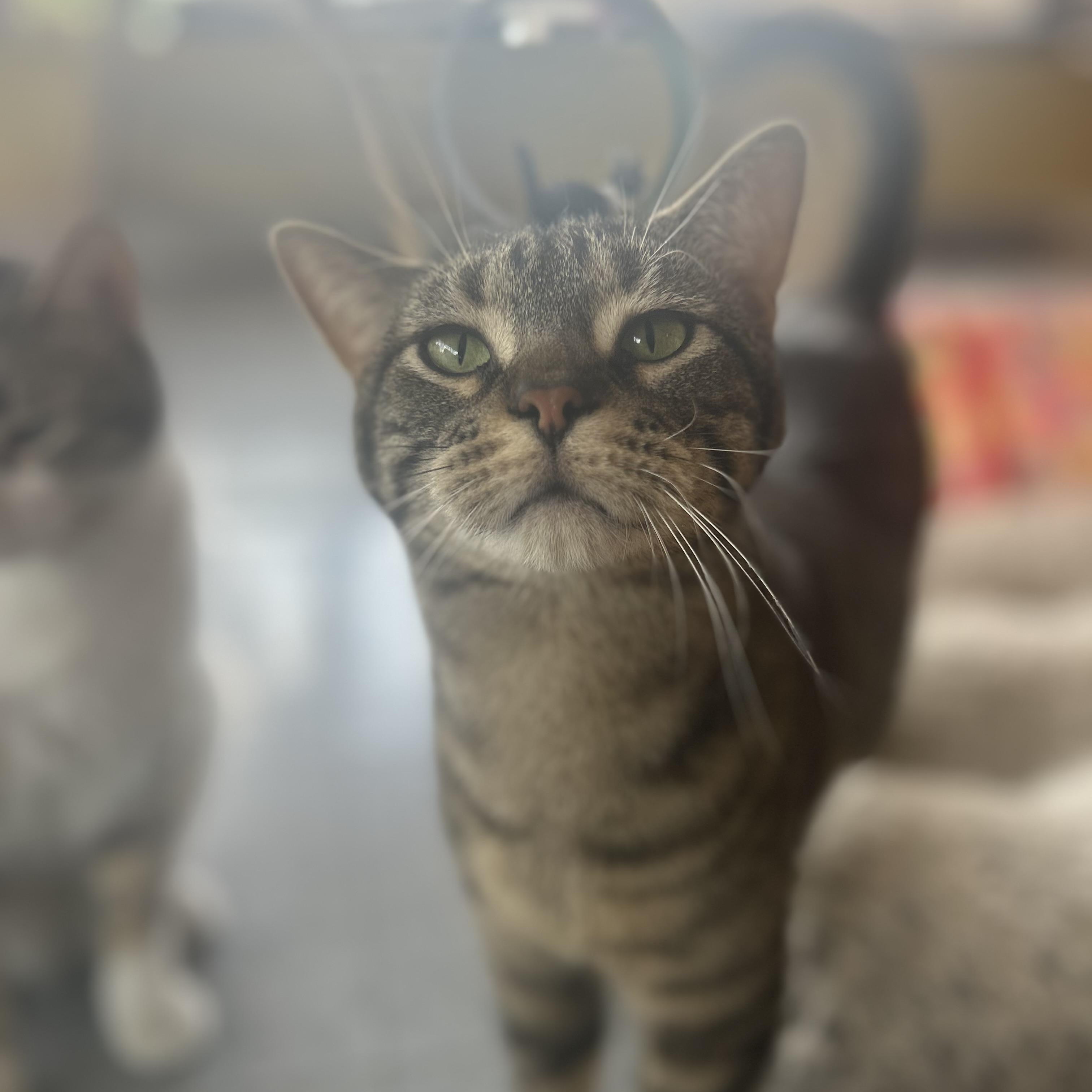 Bandit, a ADOPTABLE Tabby in Madison Heights, MI image 5/5