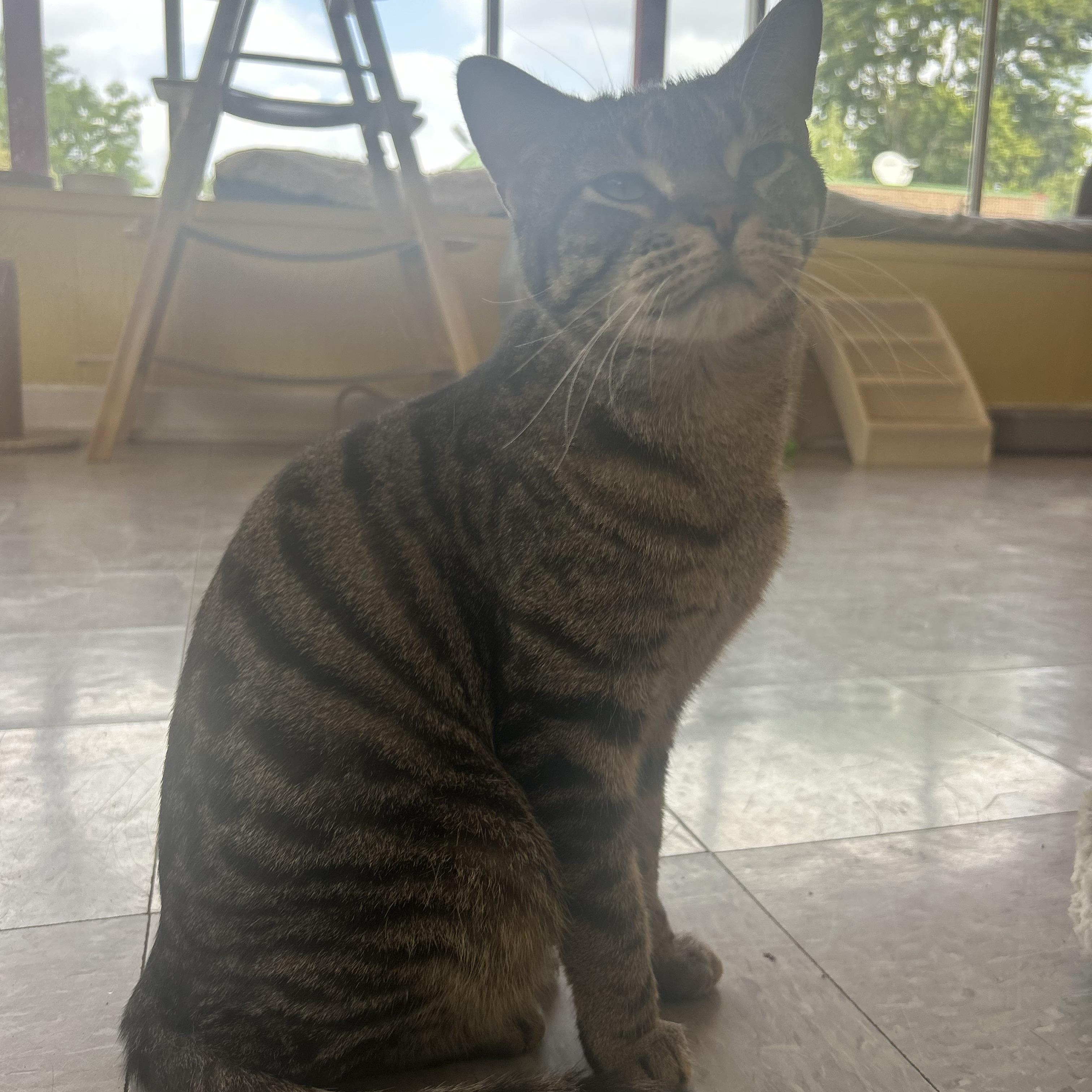 Bandit, a ADOPTABLE Tabby in Madison Heights, MI image 4/5