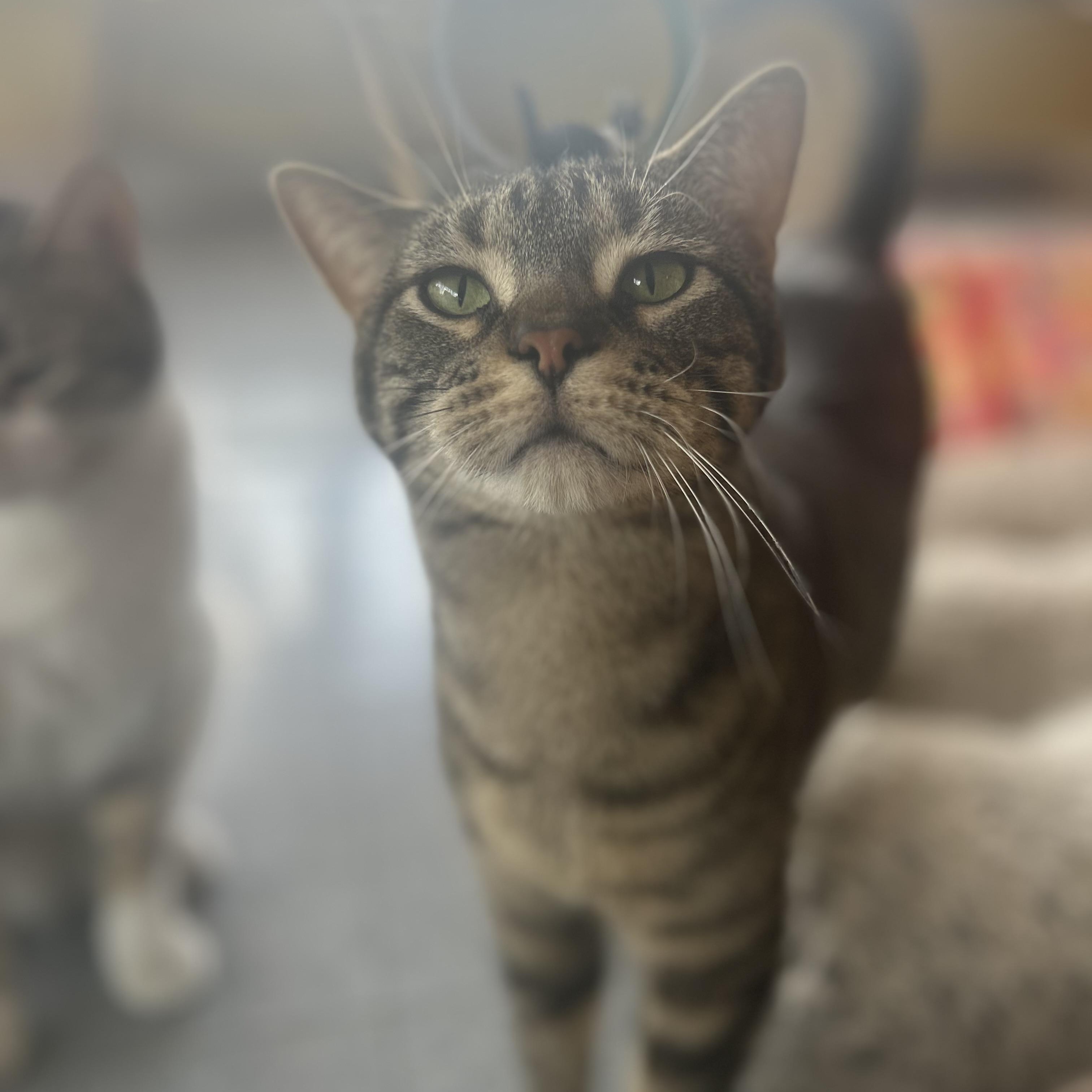 Bandit, a ADOPTABLE Tabby in Madison Heights, MI image 3/5