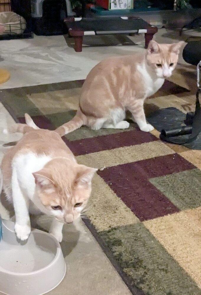 Enlarge Taz, a Adoptable Domestic Short Hair in Dayton, OH image 2/6