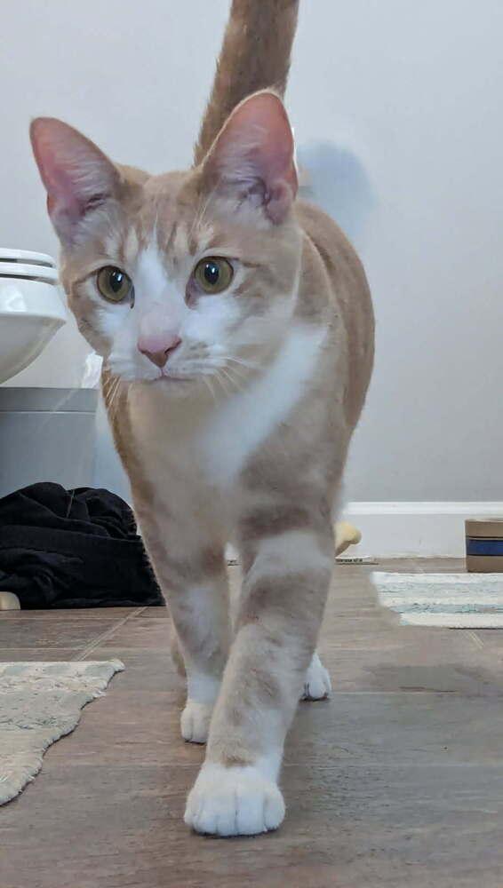 Enlarge Taz, a Adoptable Domestic Short Hair in Dayton, OH image 3/6