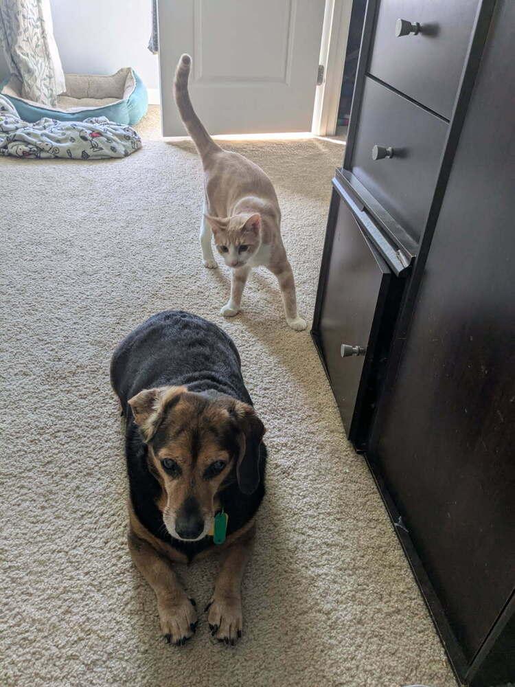 Enlarge Taz, a Adoptable Domestic Short Hair in Dayton, OH image 4/6