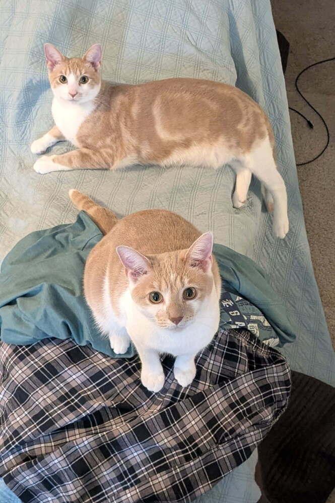 Enlarge Taz, a Adoptable Domestic Short Hair in Dayton, OH image 6/6