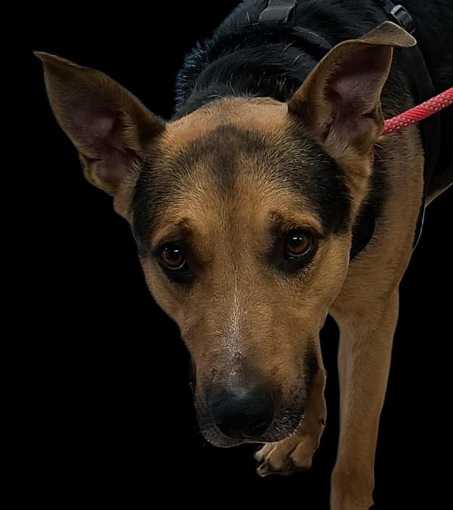 Zoltan, Adoptable, Young Male German Shepherd Dog.